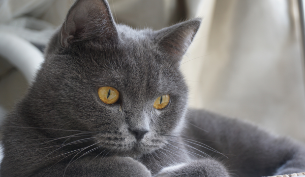 British Shorthair: The Plush, Easygoing Feline Companion