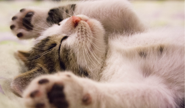 Why Does My Cat Sleep on My Head or Face? A Deep Dive Into Feline Bedtime Behavior