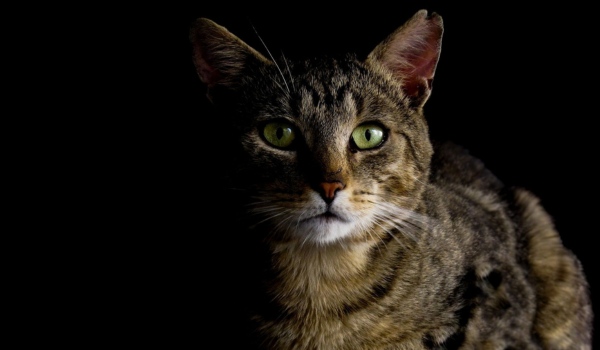 Can Cats See Ghosts? What Science and Behavior Tell Us