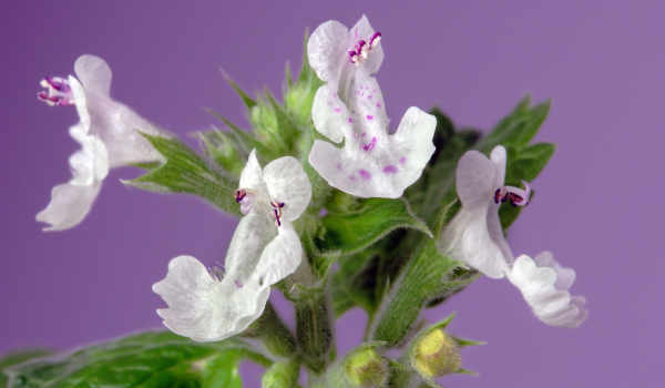 What Happens to Cats When They Encounter Catnip? A Closer Look at Feline Reactions