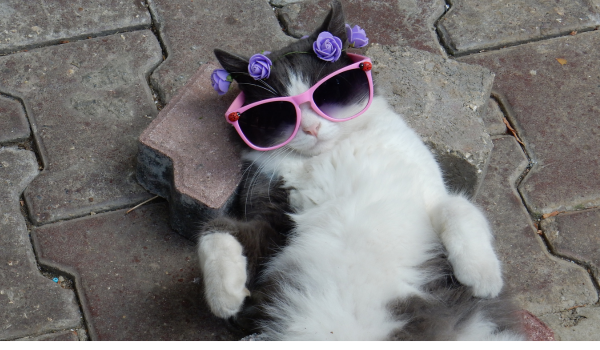 Do Cats Recognize Their Names? What the Research and Behavior Tell Us