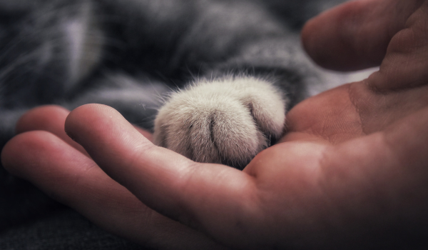Can Cats Tell When You’re Feeling Sad? Exploring the Emotional Connection Between Humans and Felines