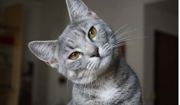 Are Male Cats Naturally More Affectionate? Understanding What Really Shapes Feline Friendliness