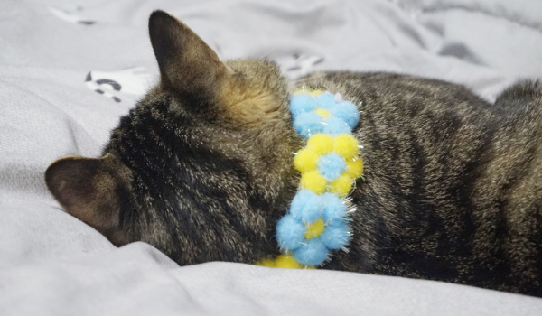 Blood in Cat Stool: Causes, Warning Signs, and What You Should Do