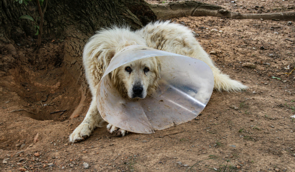 Why Dog Cones Are Essential for Recovery and How to Use Them Effectively