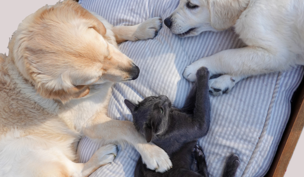 Understanding Dewclaws in Dogs: What They Are and Why They Matter