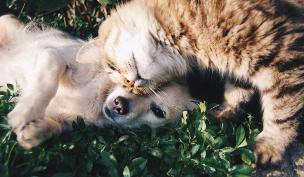 How to Give Your Dog or Cat Pills: Practical Tips That Actually Work