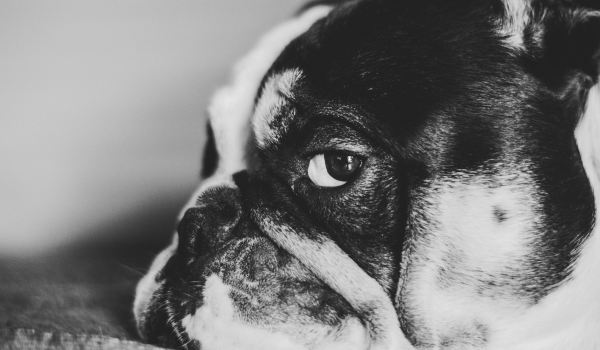 Why Your Dog’s Eyes Are Cloudy: Causes, Signs, and What to Do