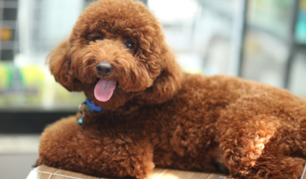 Anesthesia for Dogs: What to Expect When Your Dog Needs to Be Sedated