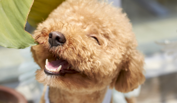 5 Pet-Inspired Ways to Stay Calm and Relaxed on Election Day