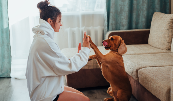 Helping Your Dog Settle Into a New Home: A Step-by-Step Guide for a Smooth Transition