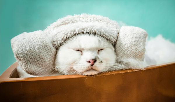 Therapy Cats: How Feline Companions Bring Comfort and Calm to People in Need