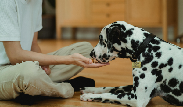 A Complete Guide to Smart Feeding Choices for Your Dog