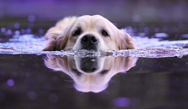 Wet vs. Dry Dog Food: Which One Is Right for Your Dog?