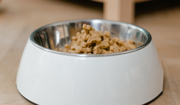 How Much Should You Really Feed Your Dog?