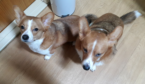 Grain-Free Dog Food: A Healthy Alternative or Hidden Risk?