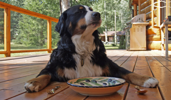 Raw Food Diet for Dogs: Natural Nutrition or Potential Danger?