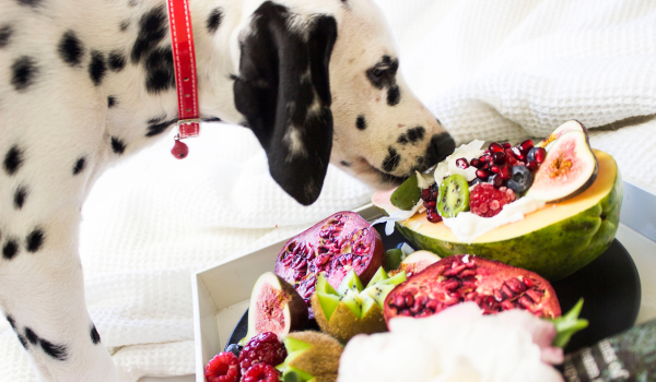 Vitamin E for Dogs: What It Is, Why It Matters, and When to Supplement
