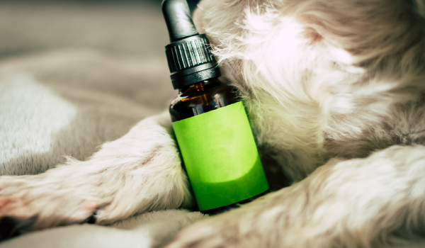 A Comprehensive Guide to CBD for Dogs: What You Should Know Before Using It for Pain or Anxiety