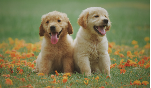 Taurine for Dogs: What It Is, Why It Matters, and When Supplementation Is Needed