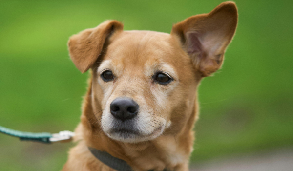 How to Treat Dog Ear Infections: Causes, Symptoms, Treatments, and Prevention