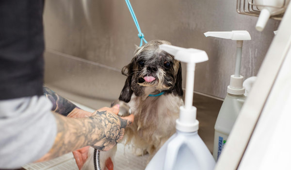 How to Properly Bathe a Dog: A Complete Step-by-Step Guide