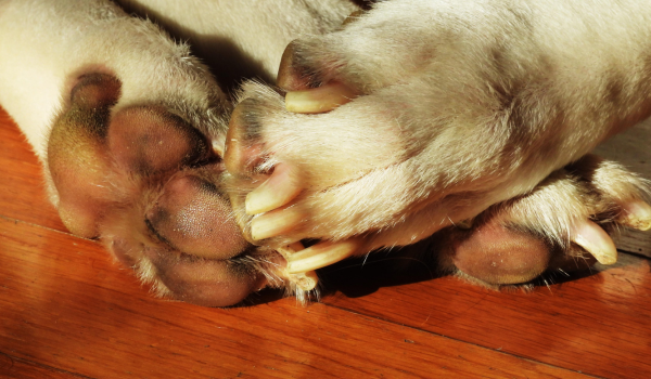 How to Stop Your Dog's Nail from Bleeding: A Step-by-Step Guide