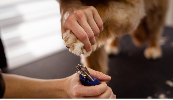 How to Treat a Dog's Broken Nail: What You Need to Know