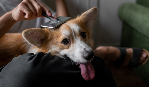 Managing Coat Blowing Season in Dogs: What It Is and How to Handle It