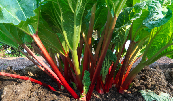 Health Benefits of Rhubarb