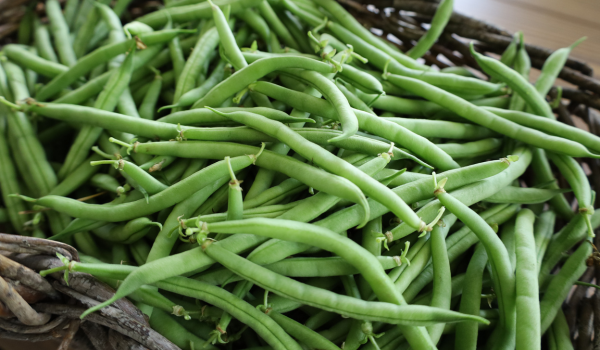 What Happens to Your Body When You Eat Green Beans Regularly