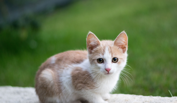 11 Ways to Help Your Cat Live Longer and Healthier
