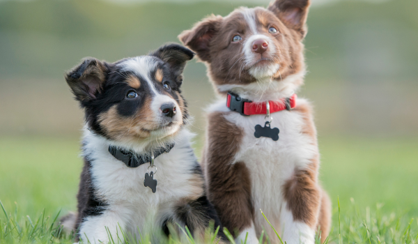 How Much Mental and Physical Exercise Do Puppies Need?