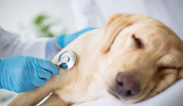 How to Recognize the Signs Your Dog Might Be in Pain