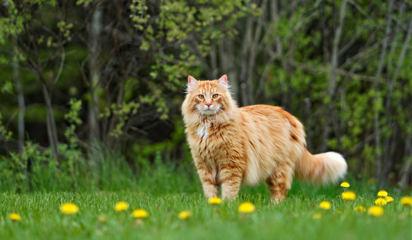 Maine Coon Cats: A Comprehensive Guide to Their Care, Health, and Personality