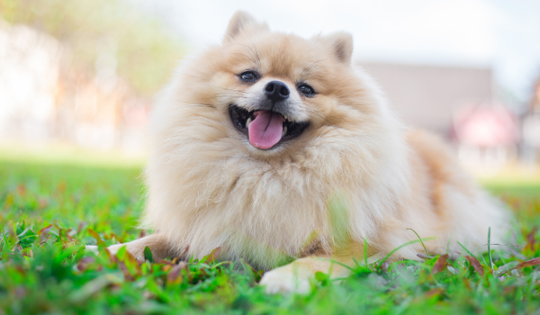 Pomeranians: A Comprehensive Guide to Their Care, Health, and Unique Characteristics