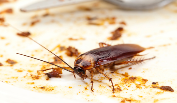 Why Cockroaches Are Dangerous to Your Health