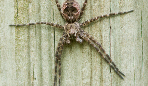 Worried About That Bug Bite? Signs It Might Be From a Wolf Spider