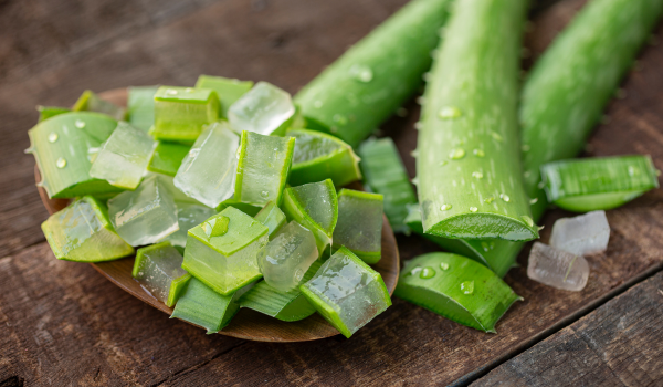 Aloe Plant Health Benefits and Practical Applications
