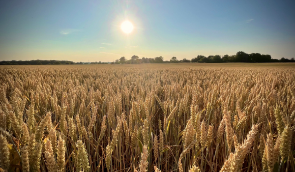 Health Benefits of Barley