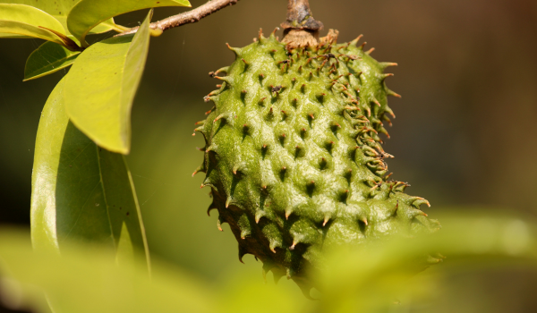 Health Benefits of Soursop (Graviola)