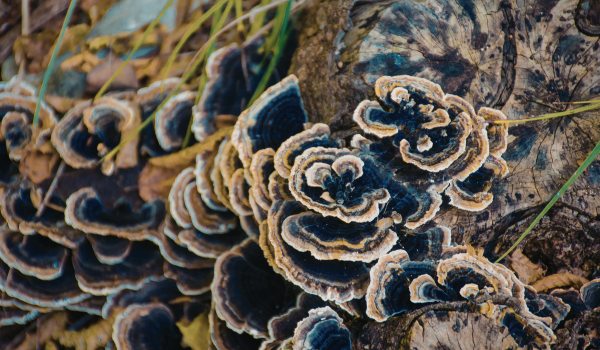 What Happens To Your Body When You Eat Turkey Tail Mushroom Regularly