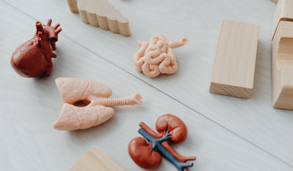 Understanding Your Small Intestine: Structure, Function, and Health Insights