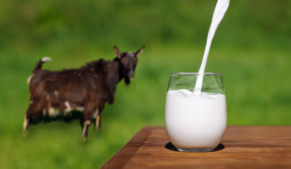 Is Goat Milk Good for Gut Health? 5 Reasons To Add It to Your Diet