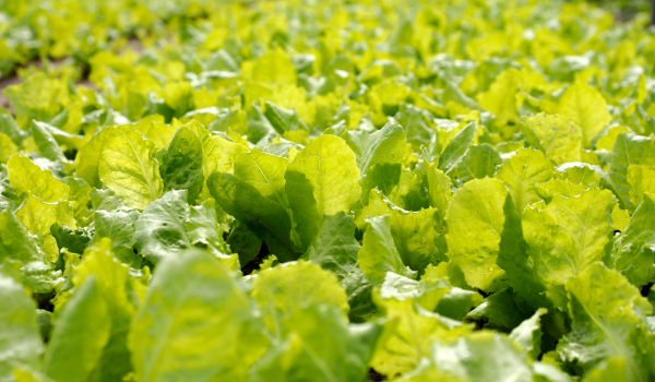 Health Benefits of Lettuce