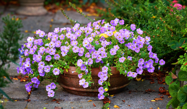 Bacopa: Benefits, Uses, Side Effects, And Safety Information