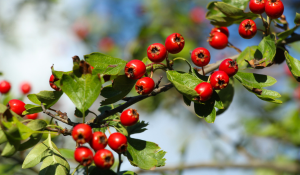 Health Benefits of Taurine: A Powerhouse Amino Acid for Heart, Performance, and More