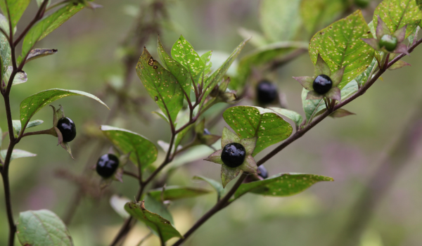 Health Effects of Belladonna: Benefits, Dangers, and Usage