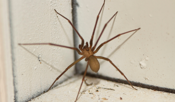Spider Bites: First Aid