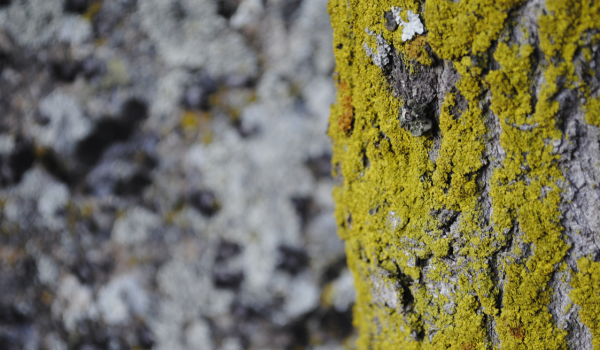 Symptoms of Black Mold Exposure and When To Seek Medical Help